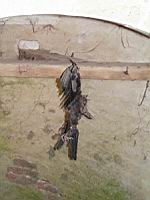 Saint-Fargeau, Chateau, Corbeau suspendu (079)